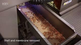 Sorting Walnuts on VERYX C140 In Plant