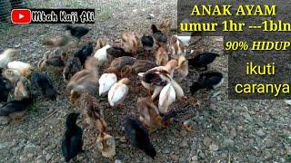 2.CARA MERAWAT ANAK AYAM KAMPUNG 90% HIDUP