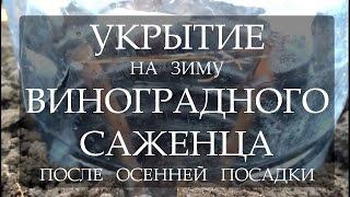 Укрытие на зиму виноградного саженца после осенней посадки