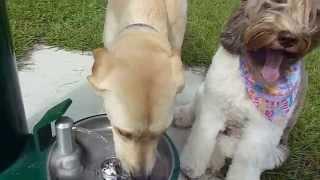 Lori's Pawzitive FX Pet Sitting: Thirsty Dogs I    10/07/14