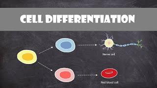 Cell Differentiation & Gene Expression | Cell Biology