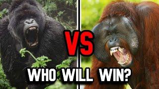 Gorilla vs Orangutan | Who Is The Strongest Primate?