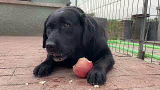 We're having apples today.