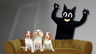 Dogs vs Cartoon Cat in Real Life Prank! Funny Dogs Maymo, Potpie & Cute Puppy Indie vs Cartoon Cat