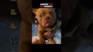 Ranking cute dog moments! #shorts #tiktok #cutedog