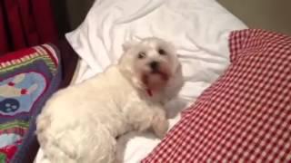 Dog loves going to bed!