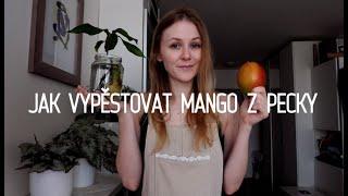 Jak vypěstovat MANGO z pecky