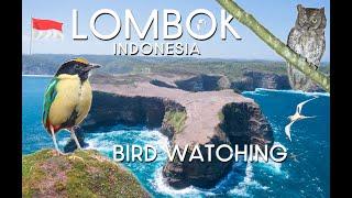 BIRDING IN LOMBOK - INDONESIA