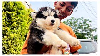  TOP QUALITY SUPER WOOLY Husky for Chauhan Family from New Delhi  #husky  #dogshow #puppy