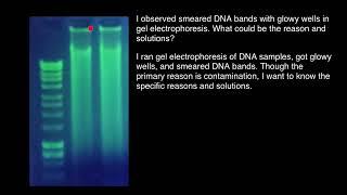 This Is Why Gel Electrophoresis May Get Smeared DNA Bands