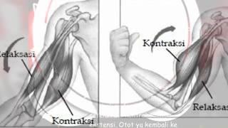 Video Pembelajaran Daring Otot Organ gerak aktif manusia