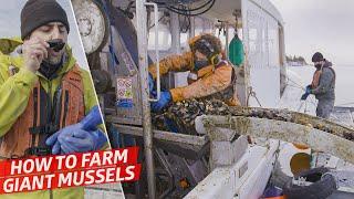 How a High-Tech Mussel Farm Produces 7,000 Pounds of Gigantic Mussels per Day — Dan Does