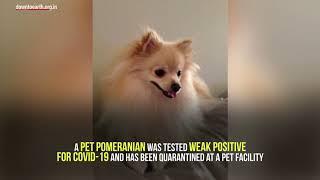 Coronavirus: Can your pet catch COVID-19 from you?