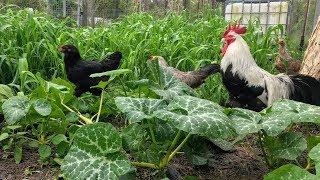 Permaculture Haven - Food Forest For Chickens Update