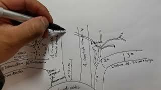 Anatomía: arterias de cabeza y cuello parte 1. Raíz del cuello