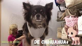 Graag stellen wij u voor aan....  onze chihuahua's :)