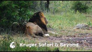 HUGE Gomondwane Male Lion FOUND! He's All Alone! LIONS GALORE In One Day! Kruger National Park!