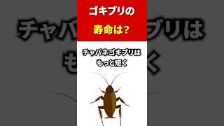 【ご長寿？】 ゴキブリの寿命は#shorts #虫雑学 #害虫 #ゴキブリ