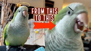 Understanding Quaker Parrot Body Language