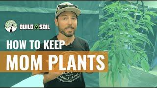 BuildASoil: HOW TO MAINTAIN YOUR MOM PLANTS