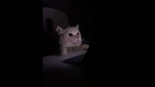 CUTE CAT NESTLE CRUNCH MEME  | Funny cat Shorts | nestle crunch meme |