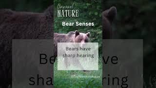 Bear Senses — Nature's Superpowers #WildlifeWonder, #BearFacts, #NatureShorts, #AnimalInsights