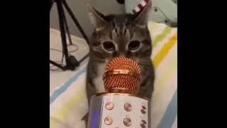 Cat screams into microphone