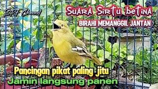 KICAU CIPOW BETINA BIRAHI MEMANGGIL JANTAN 100% PIKAT SIRTU PALING JITU @srfchannel3881