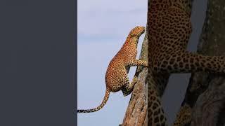 African leopard climbing tree #wildanimals #leopard