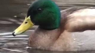 Mallard Duck - HD Mini-Documentary