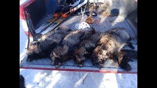 Supikoirajahtia / Raccoondog hunting