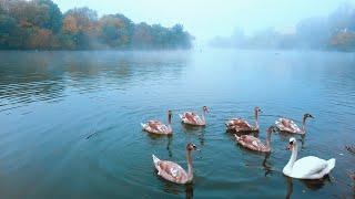 travelling to see a lovely foggy morning, misty morning ambience