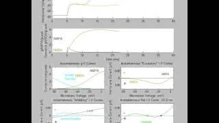 Active Properties of Neocortical Pyramidal Neuron Dendrites: Supplemental Video 4