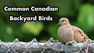 Identify Backyard Birds - Common Canadian Birds - Quick Guide With Names - Bird Calls and Sounds