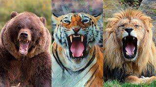 Лев, медведь, тигр: кто из них самый сильный?