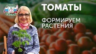 КАК ФОРМИРОВАТЬ ТОМАТЫ В ТЕПЛИЦЕ! СОВЕТЫ ОТ ОКТЯБРИНЫ ГАНИЧКИНОЙ