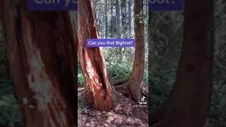 Bigfoot Hiding in the Forest #shorts