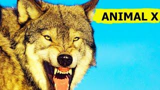 Killer Wolves. Animal X