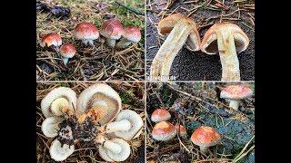 Ziegelroter Schwefelkopf, Hypholoma lateritium, Hypholoma sublateritium, Psilocybe lateritia