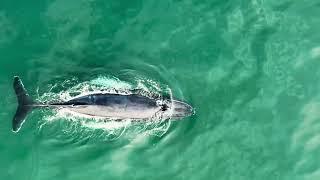 Humback Whale feeding 6o yds from East Hampton Beach -Hamptons Drone 4K Footage