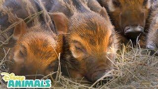 Baby Red River Piglets  | Disney Animals | Disney Junior