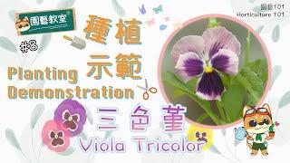 【Horticulture 101】Horticulture Classroom#8: Planting Demonstration: Viola tricolor