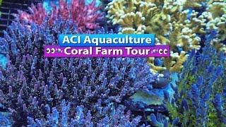 ACI Aquaculture Coral Farm Tour