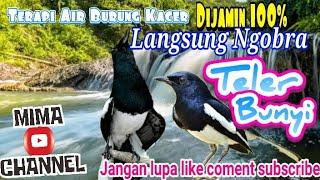 Terapi air Pancingan Suara Burung Kacer di Jamin Langsung Ngobra Gacor Teler