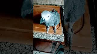 #angry #arrabbiato #parrot #myparrot #cenerino #africangreylover #africangrey #mylove # #iloveyou