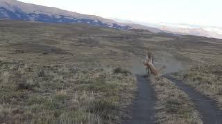 Puma stalking and killing a Guanaco in Torres del Paine National Park, southern Chile