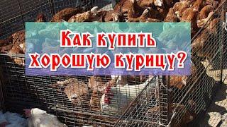 Как купить хорошую курицу