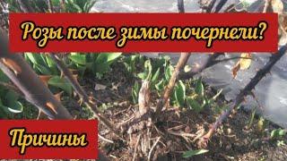 Розы после зимы почернели? Причины.