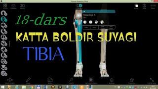 BOLDIR SUYAKLARI. KATTA BOLDIR SUYAGI. TIBIA. Большеберцовая кость. KATTA BOLDIR SUYAGI TUZILISHI