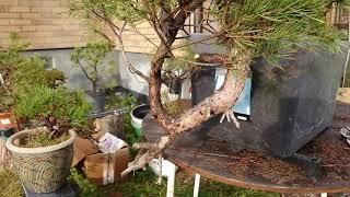 Swedish yamadori bonsai Pine. First work Bonsai Pine